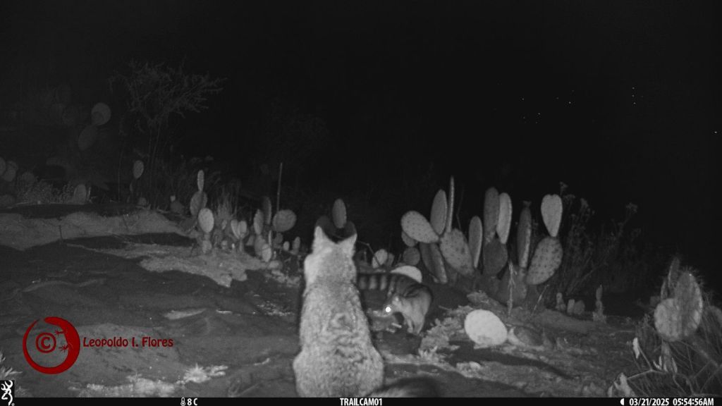 zorro cacomixtle Ciudad Universitaria UAEMex