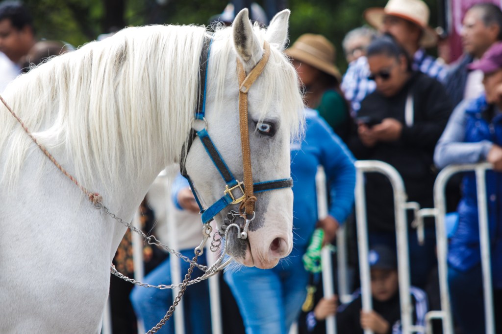 Desfile 20 de noviembre Toluca