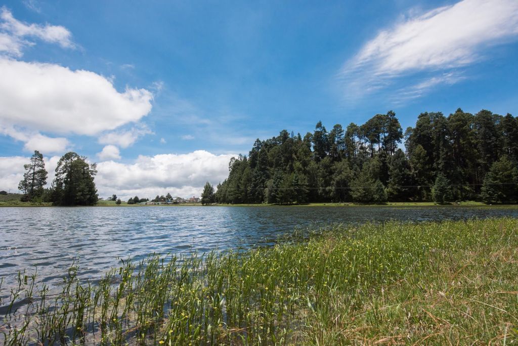 Vista de un lago rodeado de árboles y vegetación, con un cielo despejado y nubes blancas.