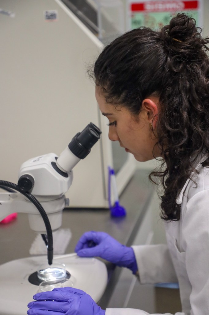 Una estudiante de biotecnología con guantes morados observa a través de un microscopio en un laboratorio.