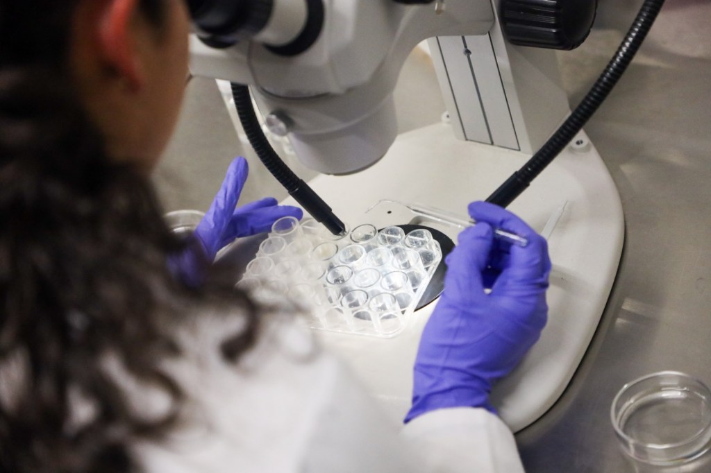 Investigadora en laboratorio observando muestras con un microscopio, utilizando guantes de látex azules.