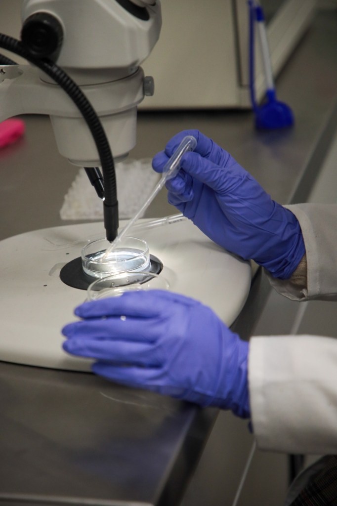 Close-up of hands wearing blue gloves using a pipette over a petri dish on a laboratory microscope setup.