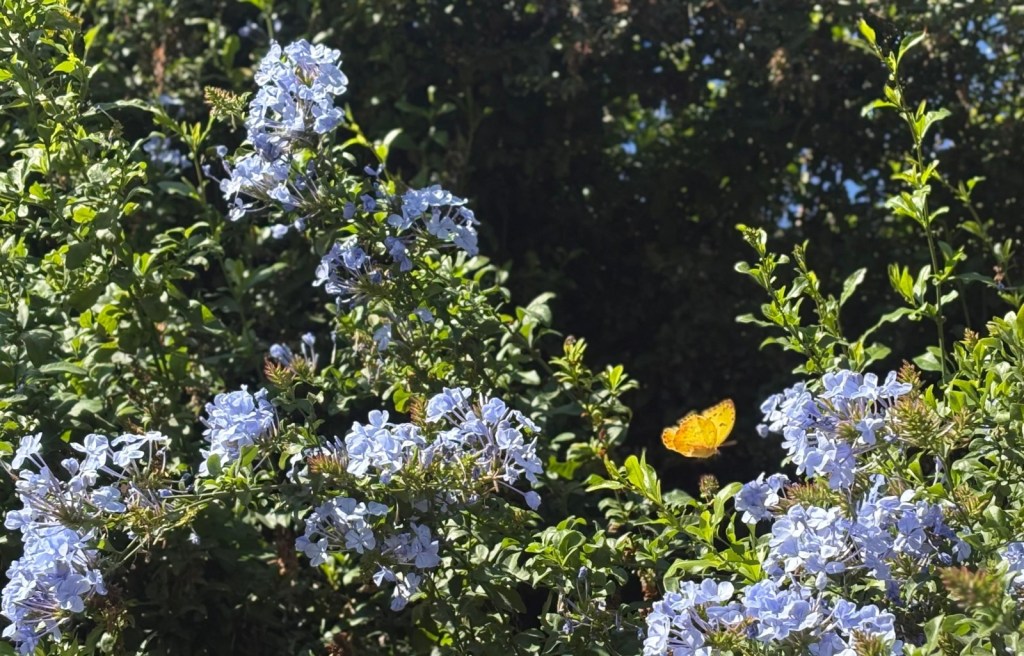 Una mariposa amarilla vuela entre flores azules en un jardín de polinizadores