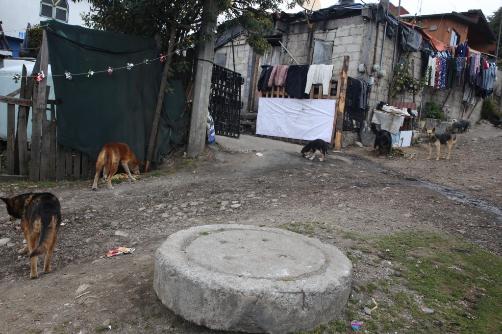 Raíces Nevado de Toluca