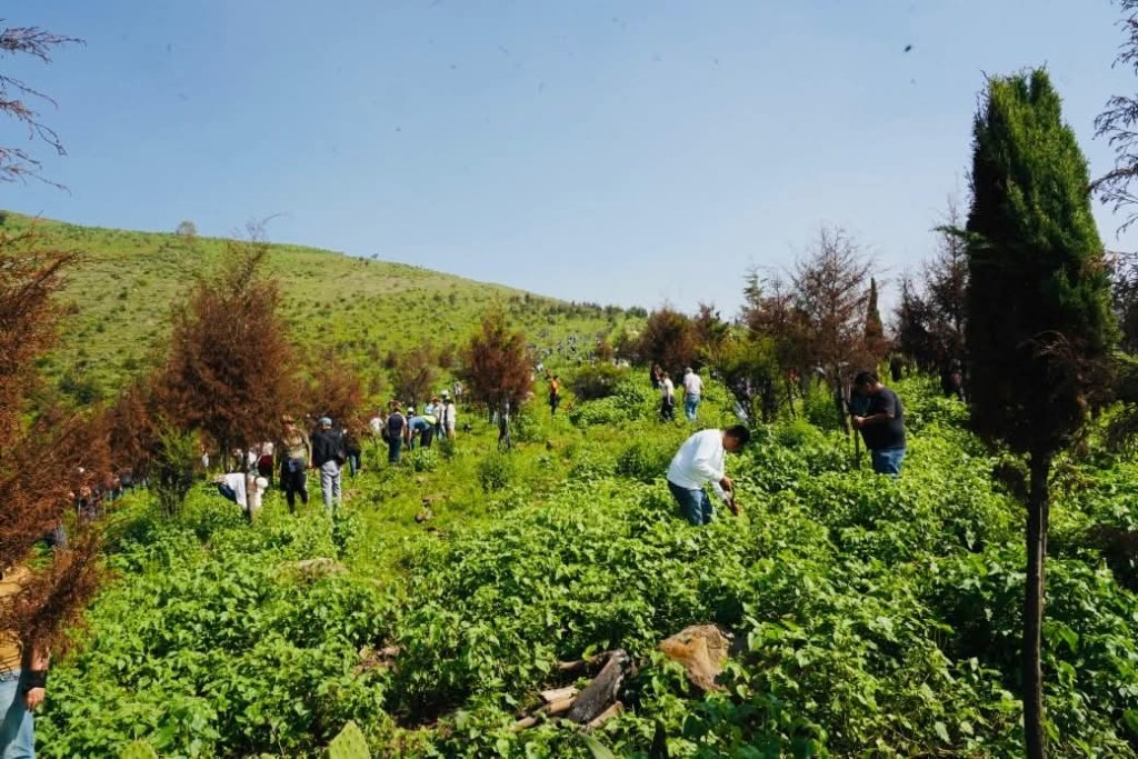 Grupo de personas participando en una jornada de reforestación en una zona verde, rodeados de árboles y vegetación, con un paisaje montañoso al fondo.