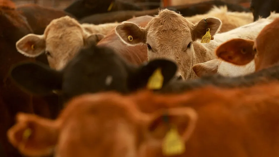 edomex gusano barrenador