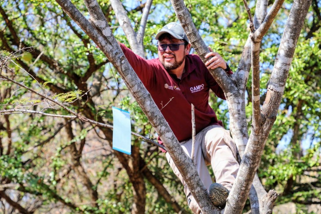 A man in a maroon shirt climbing a tree, reaching for a blue tag hanging from a branch.