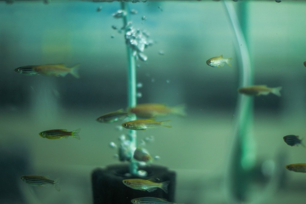 A school of small fish swimming in a tank with bubbles rising and aquatic plants in the background.