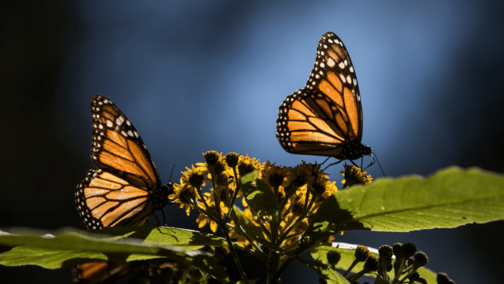 santuario mariposa monarca edomex