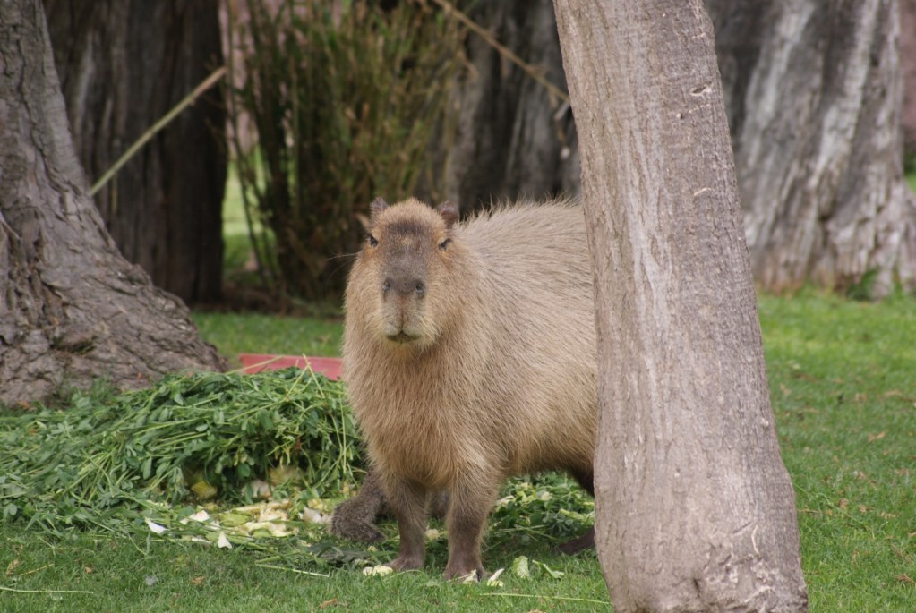 Zacango exposición camionetas