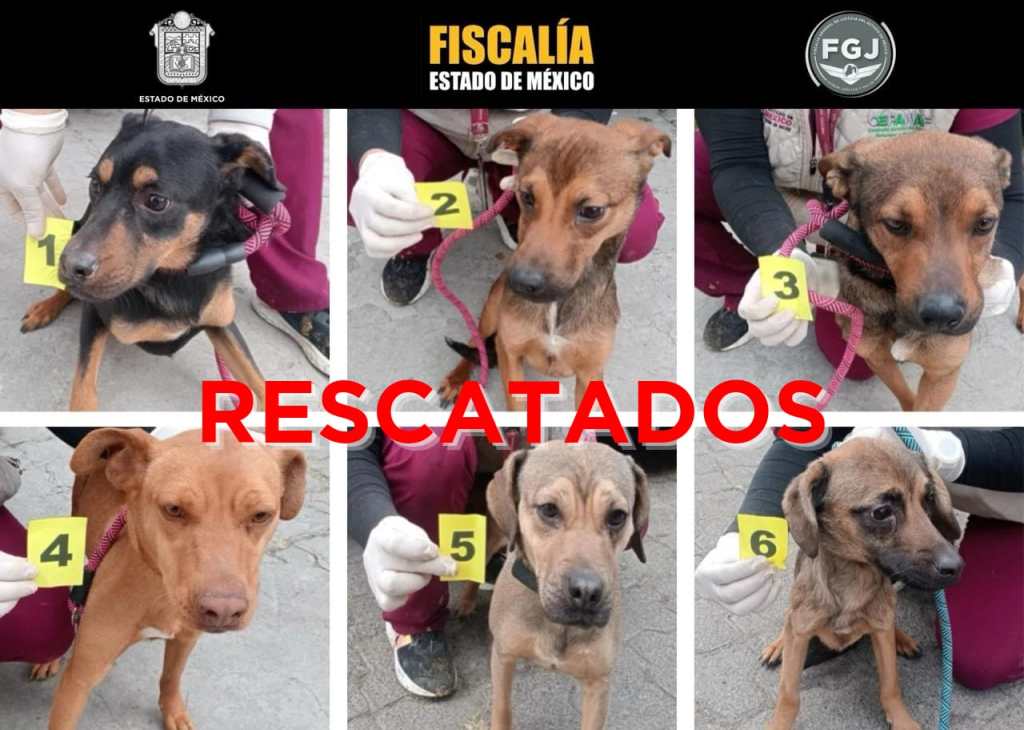 Six rescued dogs, each with identification numbers, displayed by their caregivers.