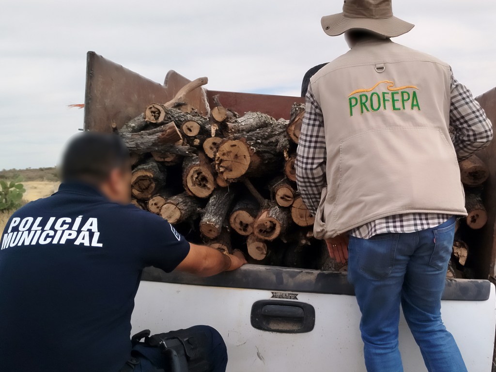 Two individuals inspecting a truck bed filled with logs, one wearing a vest labeled 'PROFEPA' and the other in a uniform marked 'POLICÍA MUNICIPAL'.