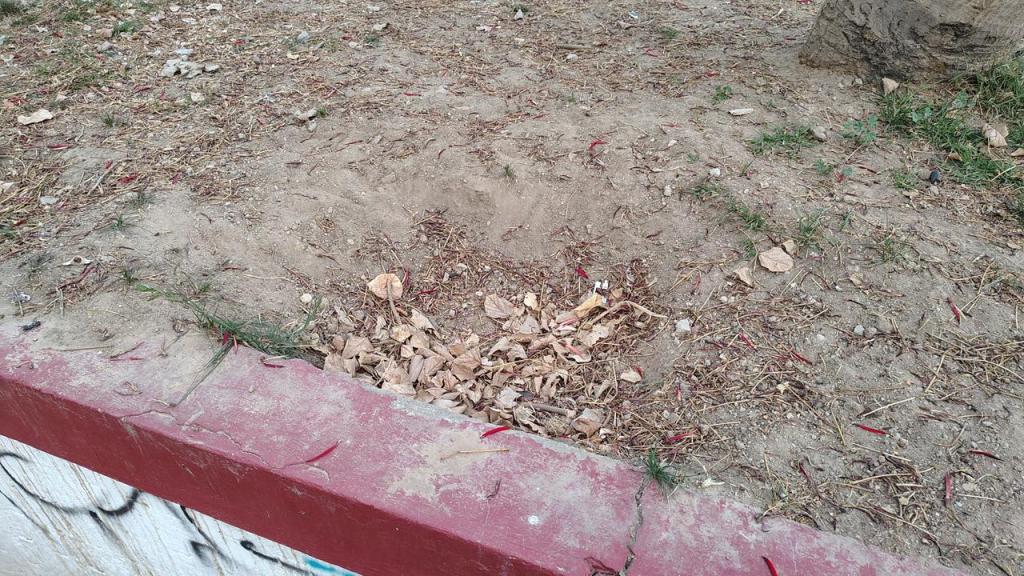A bare patch of dirt and dry leaves near a red curb, with some scattered grass and small debris.