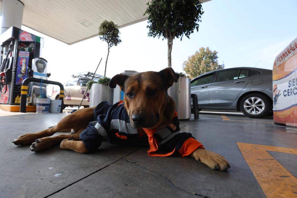 A dog wearing an orange jacket lying on the ground at a gas station, with vehicles and trees in the background.