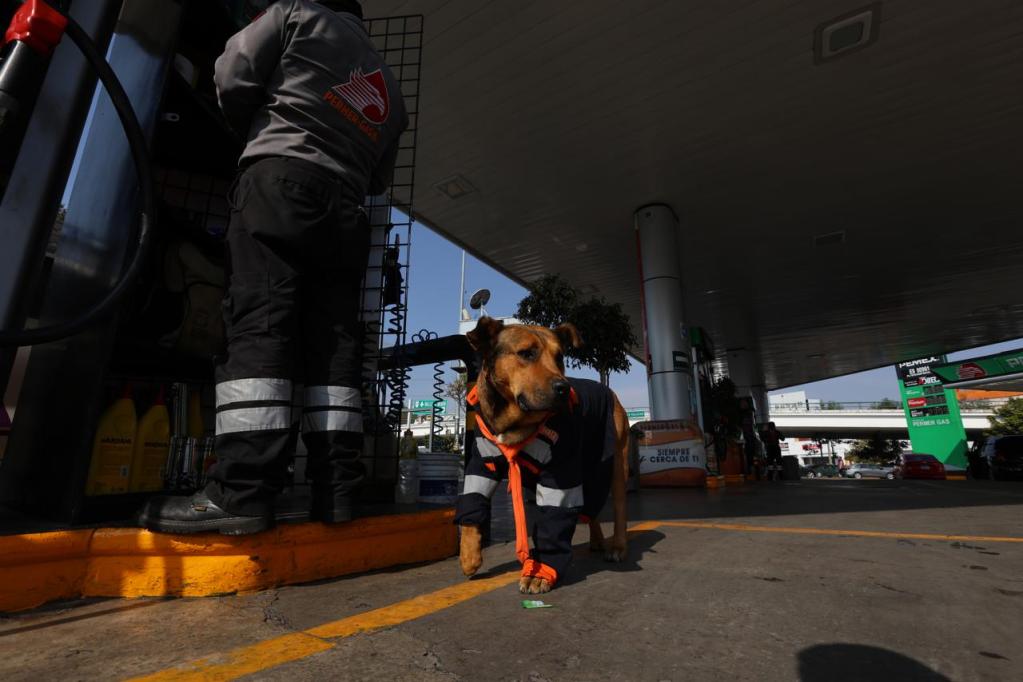 A dog wearing an orange harness stands at a gas station, while a person in a gray uniform is tending to equipment in the background.