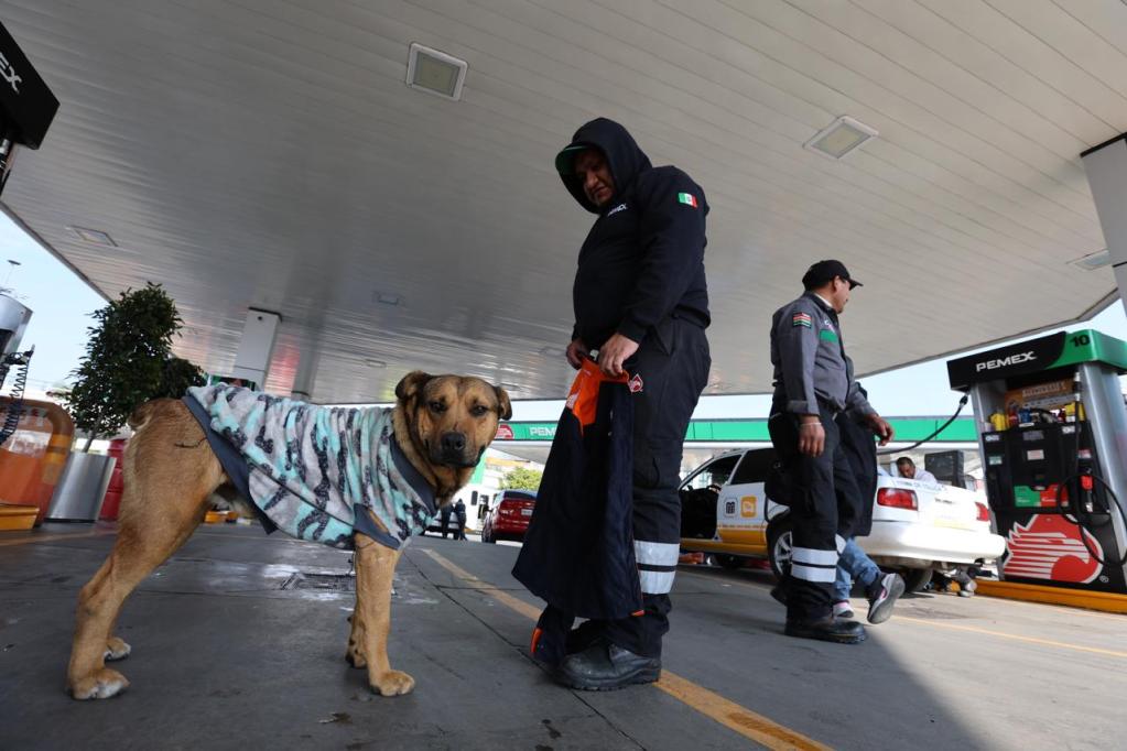 A dog wearing a patterned sweater stands at a gas station, with two employees in uniform nearby, one holding an orange item.