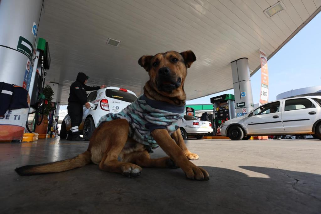 A dog sitting at a gas station, wearing a patterned sweater, while a person fills a car with fuel in the background.