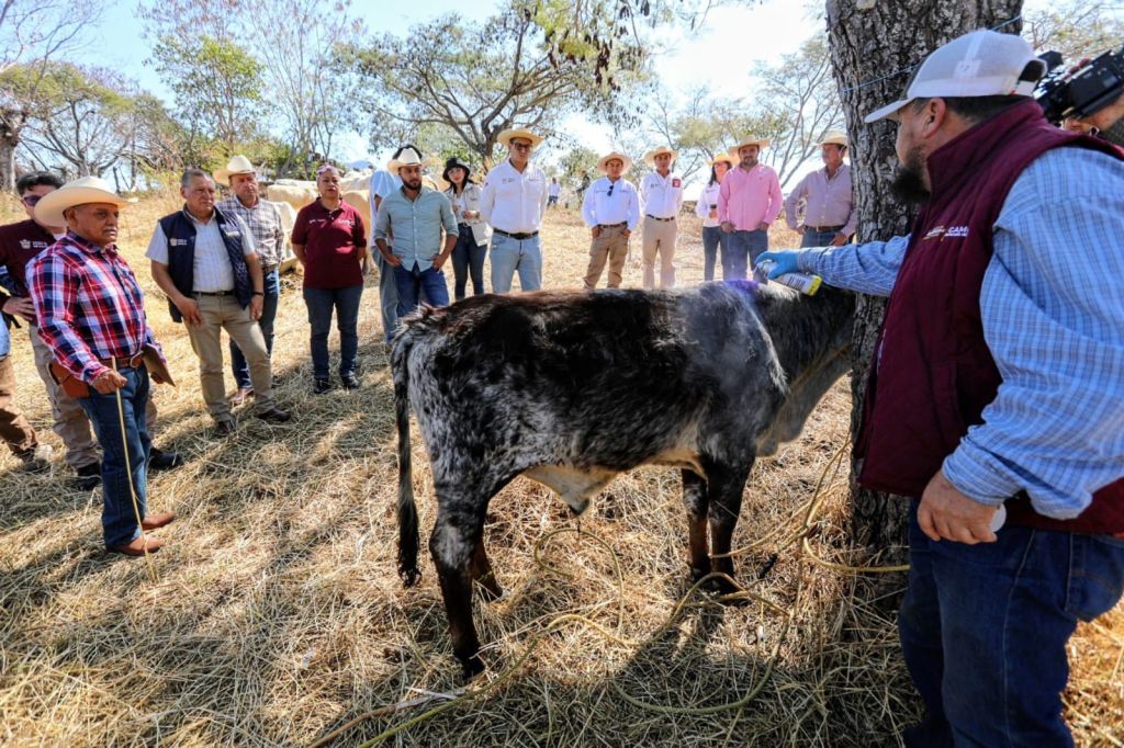 Un grupo de personas observa a un veterinario examinando a una vaca en un campo, mientras discuten sobre prácticas de cuidado animal.