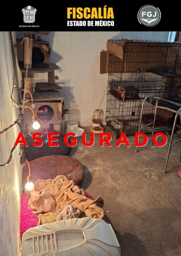 Interior of a room featuring pet beds, a cat tree, and cages. The floor is concrete, and there are dim lights illuminating the space. A red text overlay reads 'ASEGURADO'.