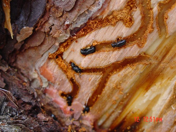 Close-up de la madera con túneles excavados por insectos, mostrando pequeñas larvas negras y polvo de madera en el interior.