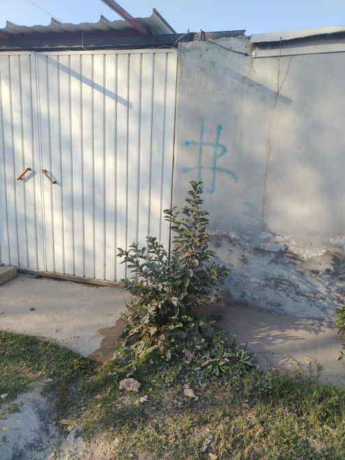 Una planta pequeña frente a una pared con una puerta blanca y una marca azul en la pared.