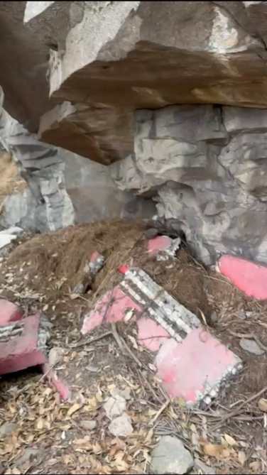 envenenamiento de cacomixtles en Toluca