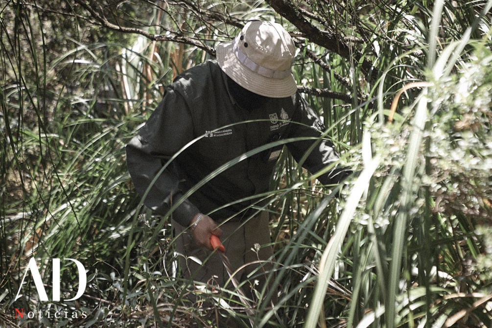 Un hombre con sombrero y camisa de manga larga trabaja entre hierbas altas en un entorno natural.