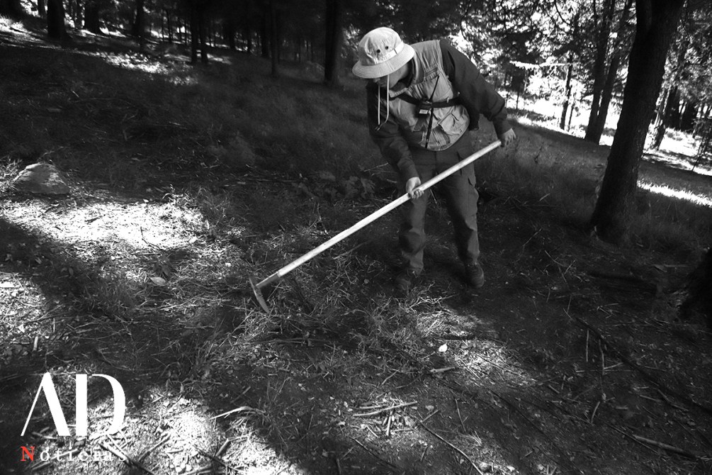 Persona trabajando en un bosque, utilizando una herramienta de rastrillo para limpiar el suelo cubierto de hojarasca.