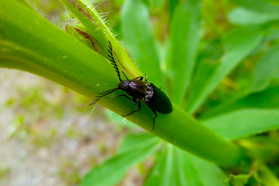 Un insecto negro posado sobre un tallo verde de una planta, mostrando sus antenas largas y detalles del cuerpo.