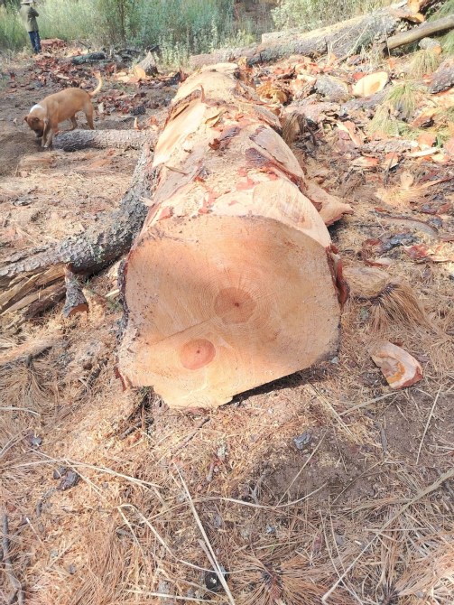 A freshly cut log lying on the forest floor with bark removed, showcasing the circular cross-section and tree rings, with some pine needles and a dog in the background.