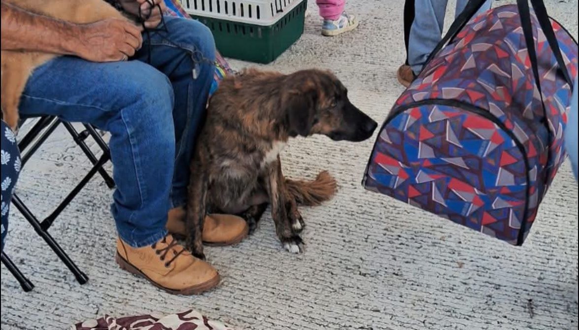 Un perro de pelaje marrón sentado junto a una persona que sostiene una correa, mientras mira una bolsa de transporte colorida.