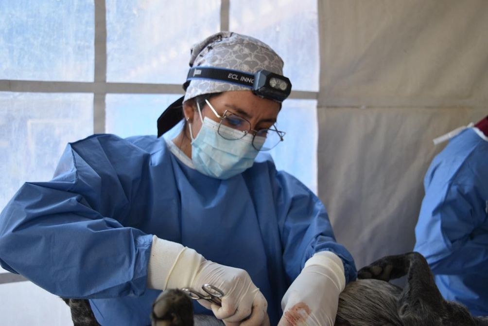 Veterinaria realizando un procedimiento quirúrgico a un perro, usando guantes y máscara, en un entorno clínico.