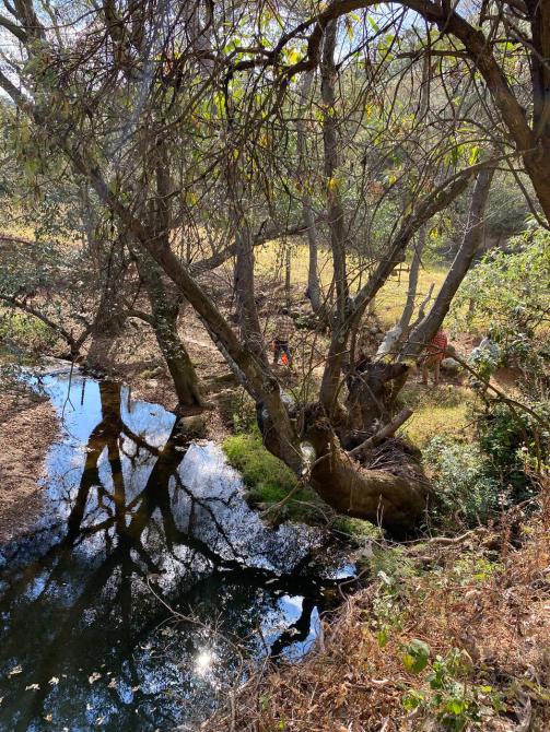 Río rodeado de árboles con reflejos en el agua y un fondo natural con pasto.