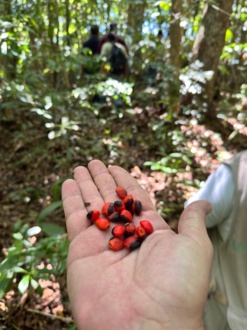Una mano sosteniendo frutos rojos y negros en un bosque, con personas caminando de fondo entre la vegetación.