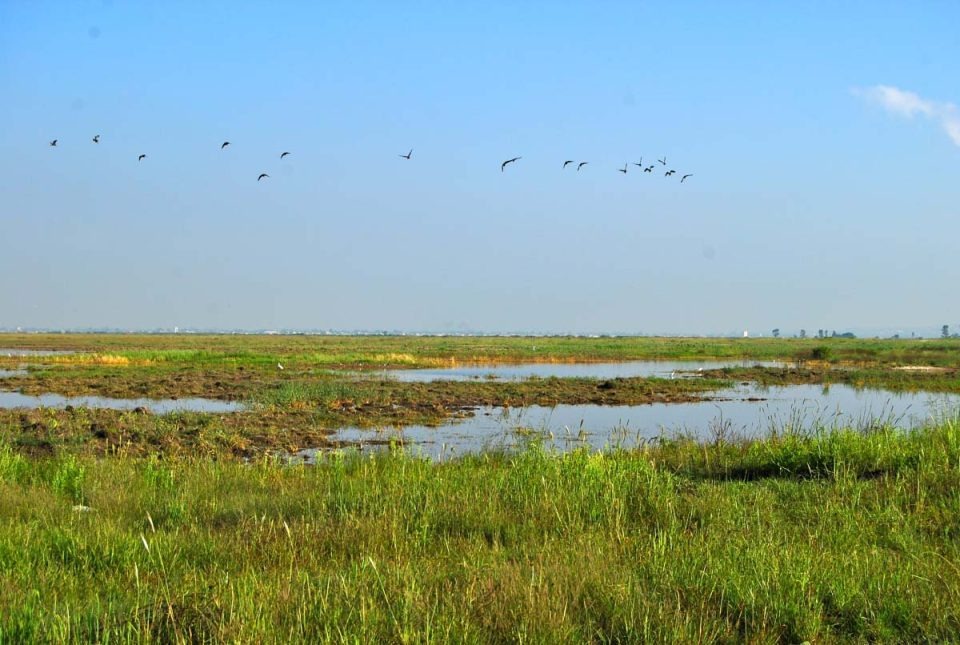 Vista de un paisaje pantanoso con aguas poco profundas y una bandada de aves en vuelo bajo un cielo despejado.