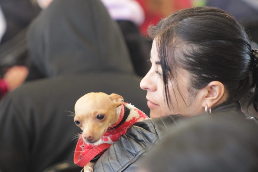 Mujer sosteniendo un perro chihuahua en su hombro mientras observa a su alrededor.