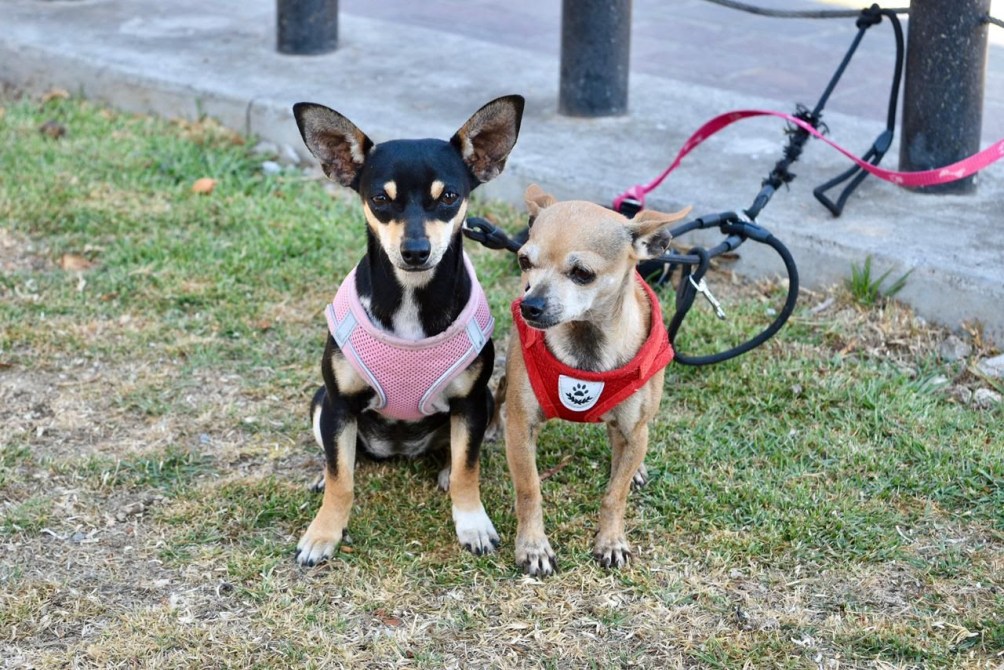Dos perros de razas pequeñas, uno con arnés rosa y el otro con arnés rojo, sentados en un área con césped.