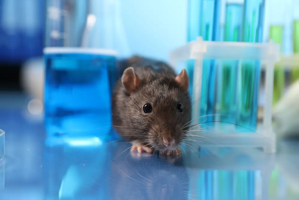 Un ratón gris está en una mesa de laboratorio con tubos de ensayo y líquidos azules y verdes en el fondo.