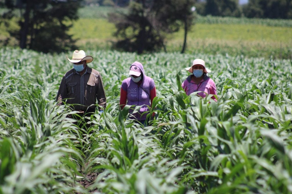 Tres personas en un campo de maíz, vistiendo mascarillas y ropa de trabajo, caminando entre las plantas.